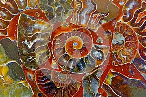 Abstract pattern of a half sliced ammonite fossil stone