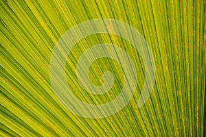abstract pattern leaf, Palm leaves texture with shadow