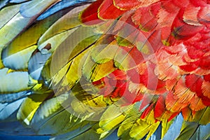 Abstract pattern of Macaw parrot feathers close-up