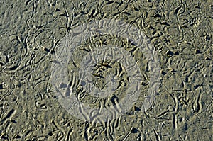Abstract pattern made by mollusc on beach