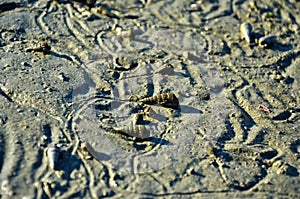 Abstract pattern made by mollusc on beach photo