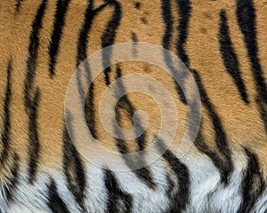 Abstract pattern of tiger stripes