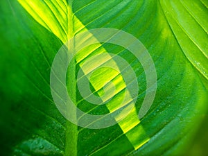 Abstract of Pattern of Water on Crystal Anthurium Leaf