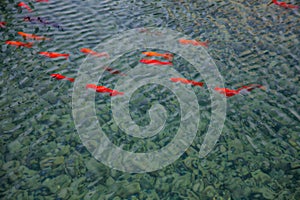 Abstract pattern of water refraction in goldfish in a pond