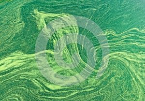 Abstract patterns in algae