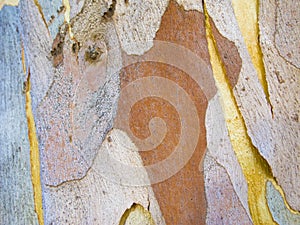 Abstract patterns on tree bark