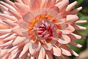 Abstract peach and orange petals of dahlia