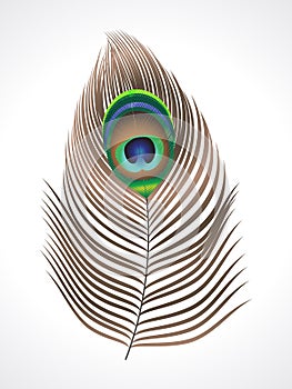 Abstract peacock feather