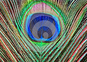abstract peacock feather pattern created with generative ai technology