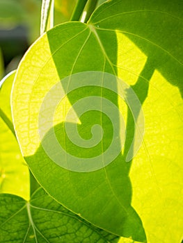 Abstract of Peper Tree Leaf and The Shadow