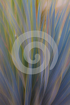 Abstract photo of Aloe Vera with motion blur, creates a soft background with pastel colors