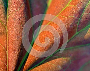 Abstract photo, background with a leaf with highlighted nerves