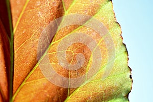 Abstract photo, background with a leaf with highlighted nerves