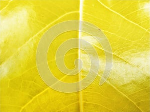 Abstract photo of beautiful yellow leaves, suitable for background photo