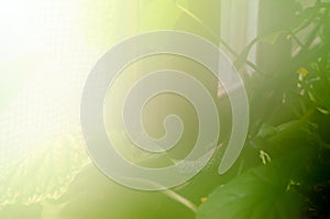 Abstract photo of cucumber in a greenhouse with high humidity and heat at the window bathed in sunlight in the North