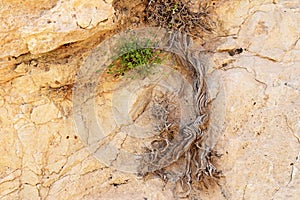 The abstract photo of Cypress tree roots on rock