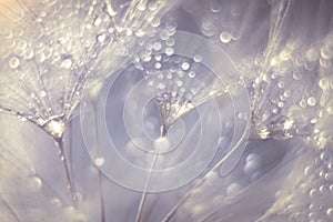 Abstract photo of a dandelion with water drops soft focus