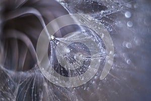 Abstract photo of a dandelion with water drops soft focus