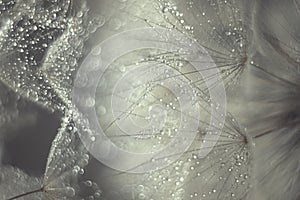 Abstract photo of a dandelion with water drops soft focus