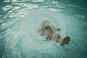 Abstract photo lifestyle, nature background. Unrecognizable person body deep under water, look at surface. Mystery mood