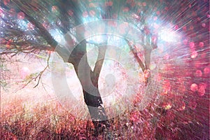 Abstract photo of light burst among trees and glitter bokeh lights. image is blurred and filtered .