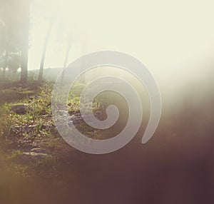 Abstract photo of light burst among trees and glitter bokeh lights. image is blurred and filtered.