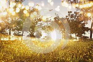 abstract photo of light burst among trees and glitter bokeh lights. image is blurred and filtered