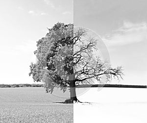 Abstract photo with lonely tree