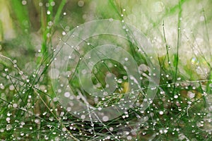 Abstract photo of long and thin stems of plants with small drops of dew on the footstalks and blurred forest and grass