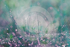 Abstract photo of long and thin stems of plants with small drops of dew on the footstalks and blurred forest and grass background
