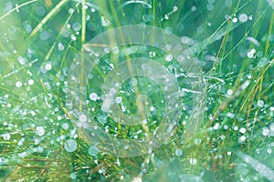 Abstract photo of long and thin stems of plants with small drops of dew on the footstalks and blurred forest and grass background