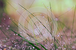 Abstract photo of long and thin stems of plants with small drops of dew on the footstalks and blurred forest and grass background