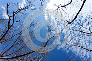 Abstract photo of the silhouette of dead tree reaching into clear blue sky white clouds as background Nature and environment