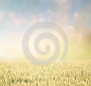 Abstract photo of wheat field and bright bokeh lights.