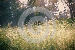 Abstract photo of wheat field and bright sky . instagram effect.