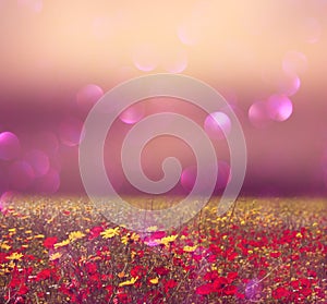 Abstract photo of wild flower field and bright bokeh lights