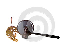Abstract photo with wooden gavel and damaged green leaf isolated on white background