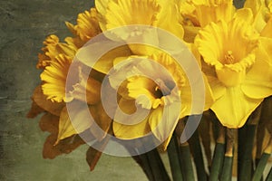 Abstract photograph of daffodils