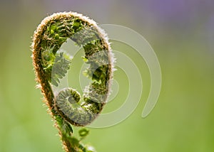 An abstract photograph of the top of a plant which appears hairy