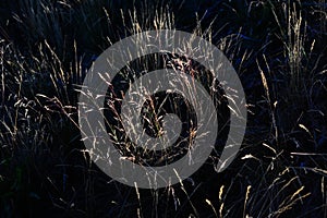 Abstract photography with outsole on grass and leaves