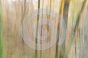 Abstract photography of woodland trees in Gorbea, Spain