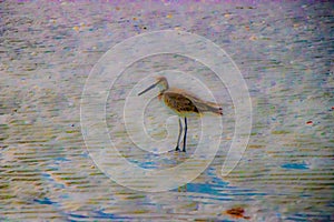 Abstract Photos of Shorebirds on FloridaÃ¢â¬â¢s Sugar Sand Beaches photo