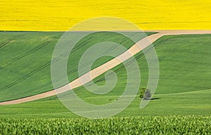 Abstract picture with colored fields