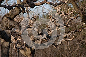 Abstract picture of curved tree branches