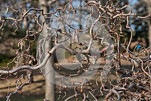 Abstract picture of curved tree branches