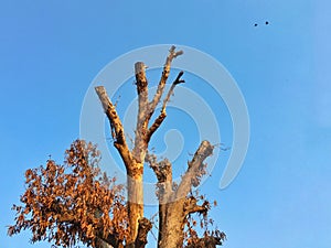 Abstract picture of dead dried tree with clear blue sky and flying little birds in background. Global warming concept