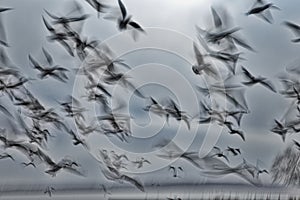 Abstract picture from a gruop seabirds on the air
