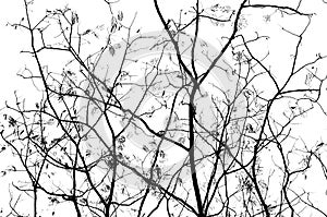 Abstract Pictures of Branches