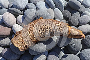 An abstract piece of wood looking like a strange animal. Palm tree washed up from the sea to the beach. Wooden prawn