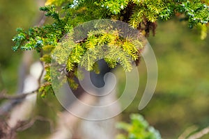 Abstract pine branch on blurred green background, Nature background, selective focus